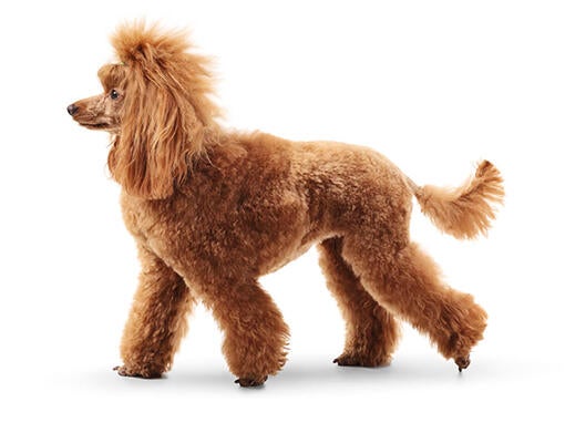 Poodle Standard Dog Breed Information Purina